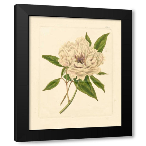 Evas Garden V Black Modern Wood Framed Art Print with Double Matting by Vision Studio
