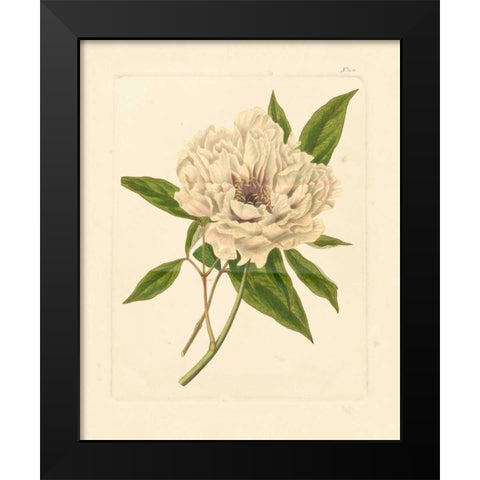 Evas Garden V Black Modern Wood Framed Art Print by Vision Studio