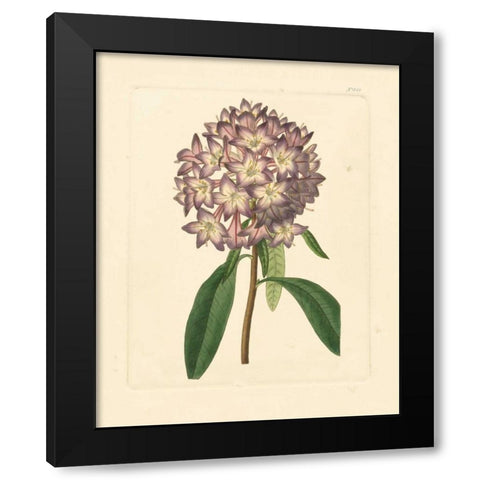 Evas Garden VI Black Modern Wood Framed Art Print with Double Matting by Vision Studio