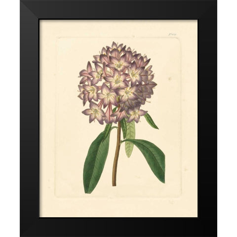 Evas Garden VI Black Modern Wood Framed Art Print by Vision Studio