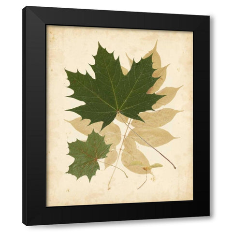 Natures Collage I Black Modern Wood Framed Art Print by Vision Studio
