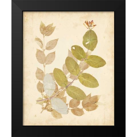 Natures Collage II Black Modern Wood Framed Art Print by Vision Studio