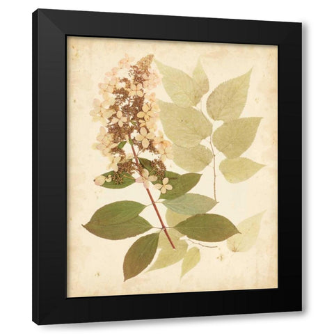 Natures Collage III Black Modern Wood Framed Art Print with Double Matting by Vision Studio
