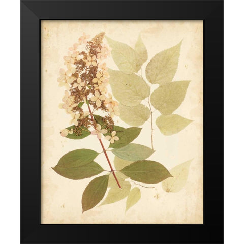 Natures Collage III Black Modern Wood Framed Art Print by Vision Studio
