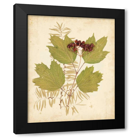 Natures Collage IV Black Modern Wood Framed Art Print with Double Matting by Vision Studio