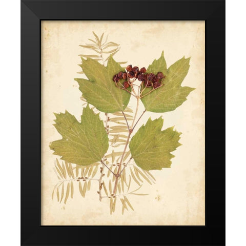 Natures Collage IV Black Modern Wood Framed Art Print by Vision Studio