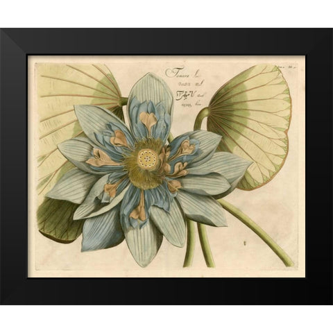 Blue Lotus Flower I Black Modern Wood Framed Art Print by Vision Studio