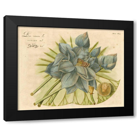 Blue Lotus Flower II Black Modern Wood Framed Art Print with Double Matting by Vision Studio