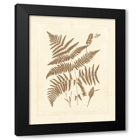 Sepia Ferns I Black Modern Wood Framed Art Print with Double Matting by Vision Studio