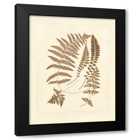Sepia Ferns II Black Modern Wood Framed Art Print by Vision Studio