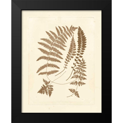 Sepia Ferns II Black Modern Wood Framed Art Print by Vision Studio