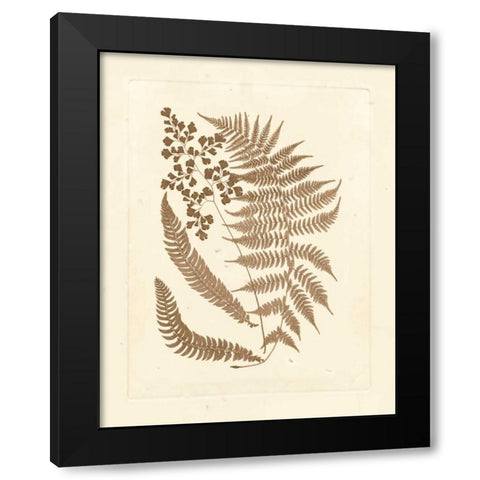 Sepia Ferns III Black Modern Wood Framed Art Print with Double Matting by Vision Studio