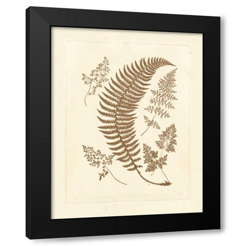 Sepia Ferns IV Black Modern Wood Framed Art Print with Double Matting by Vision Studio