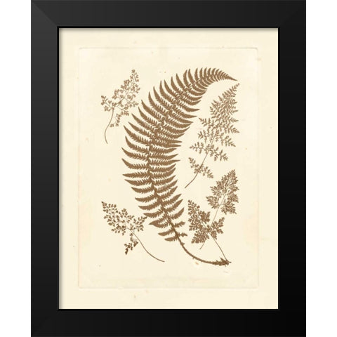 Sepia Ferns IV Black Modern Wood Framed Art Print by Vision Studio