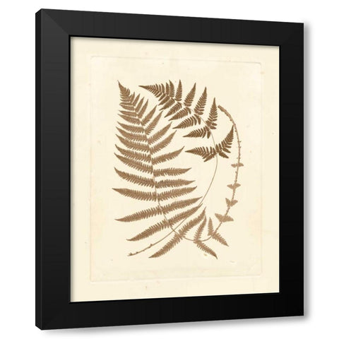 Sepia Ferns V Black Modern Wood Framed Art Print with Double Matting by Vision Studio