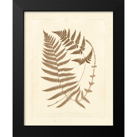 Sepia Ferns V Black Modern Wood Framed Art Print by Vision Studio