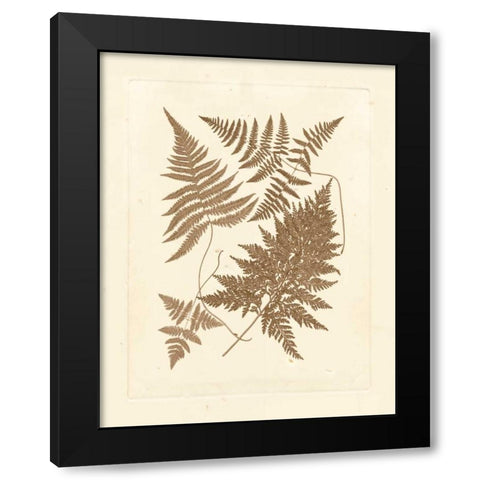 Sepia Ferns VI Black Modern Wood Framed Art Print with Double Matting by Vision Studio