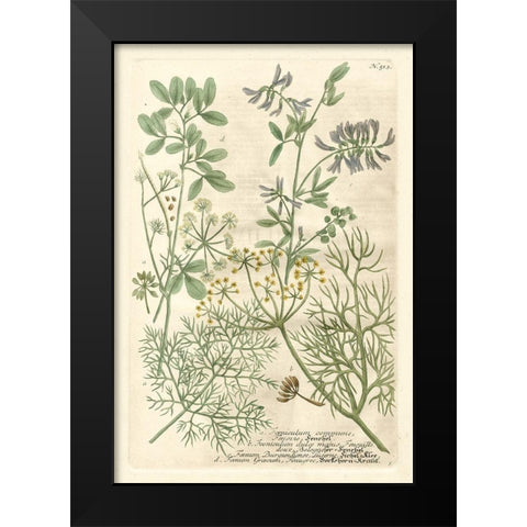 Weinmanns Garden IV Black Modern Wood Framed Art Print by Weinmann, Johann