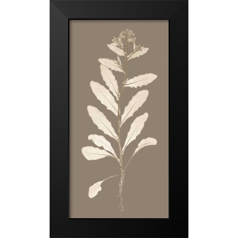 Taupe Nature Study IV Black Modern Wood Framed Art Print by Vision Studio