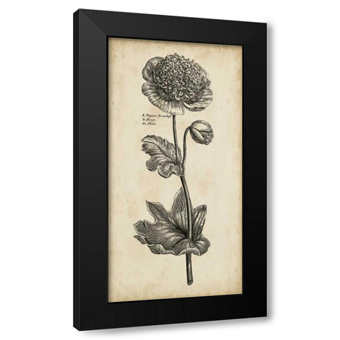 Singular Beauty I Black Modern Wood Framed Art Print with Double Matting by Vision Studio
