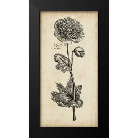 Singular Beauty I Black Modern Wood Framed Art Print by Vision Studio
