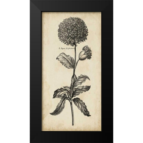 Singular Beauty II Black Modern Wood Framed Art Print by Vision Studio