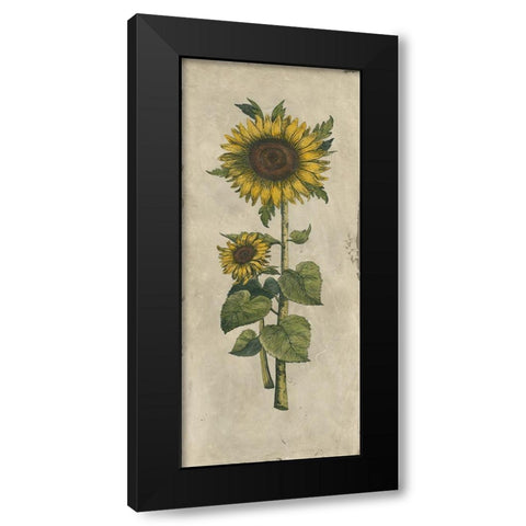 Sunflower Fresco II Black Modern Wood Framed Art Print with Double Matting by Vision Studio