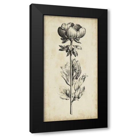 Singular Beauty III Black Modern Wood Framed Art Print with Double Matting by Vision Studio
