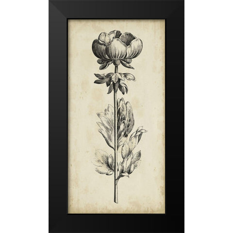 Singular Beauty III Black Modern Wood Framed Art Print by Vision Studio