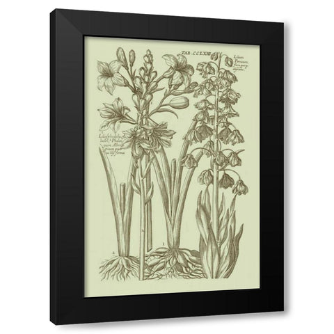 Garden of Flora II Black Modern Wood Framed Art Print with Double Matting by Vision Studio