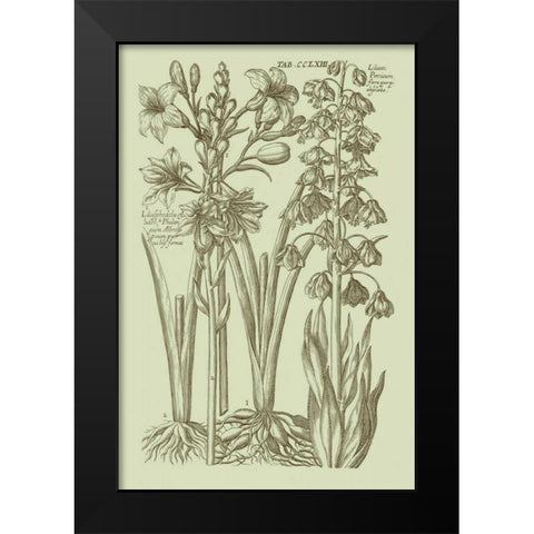 Garden of Flora II Black Modern Wood Framed Art Print by Vision Studio
