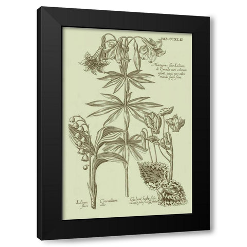 Garden of Flora IV Black Modern Wood Framed Art Print with Double Matting by Vision Studio