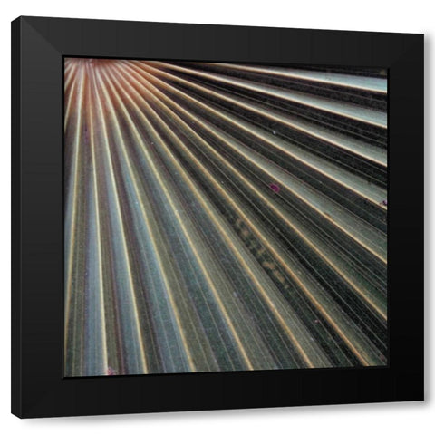 Organic Elements VI Black Modern Wood Framed Art Print with Double Matting by Vision Studio