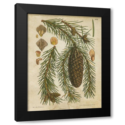 Vintage Conifers I Black Modern Wood Framed Art Print with Double Matting by Vision Studio