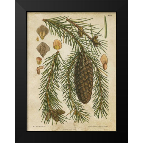 Vintage Conifers I Black Modern Wood Framed Art Print by Vision Studio