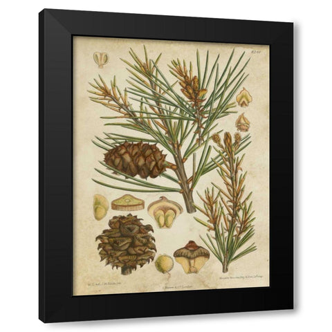 Vintage Conifers II Black Modern Wood Framed Art Print by Vision Studio