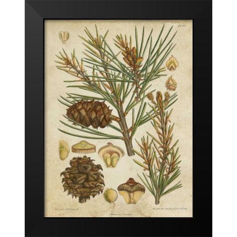 Vintage Conifers II Black Modern Wood Framed Art Print by Vision Studio