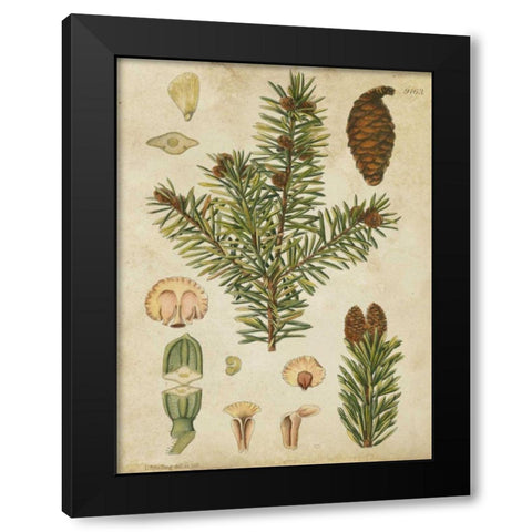 Vintage Conifers III Black Modern Wood Framed Art Print by Vision Studio