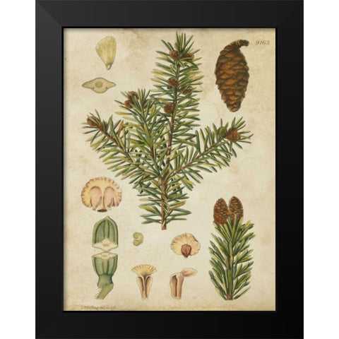 Vintage Conifers III Black Modern Wood Framed Art Print by Vision Studio