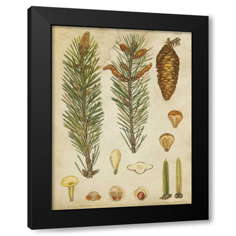Vintage Conifers IV Black Modern Wood Framed Art Print with Double Matting by Vision Studio