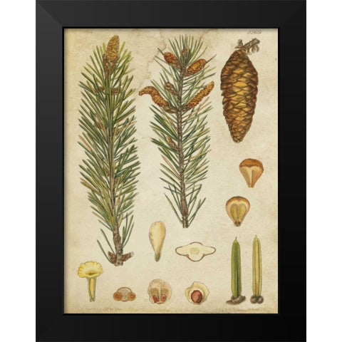 Vintage Conifers IV Black Modern Wood Framed Art Print by Vision Studio