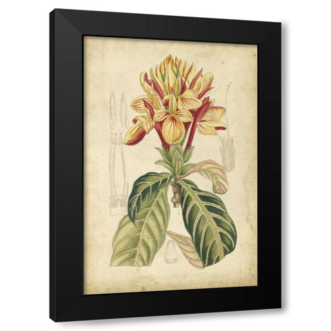Curtis Tropical Blooms IV Black Modern Wood Framed Art Print with Double Matting by Curtis