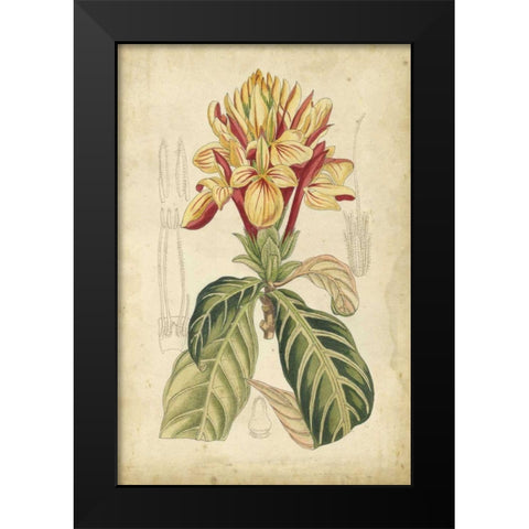 Curtis Tropical Blooms IV Black Modern Wood Framed Art Print by Curtis
