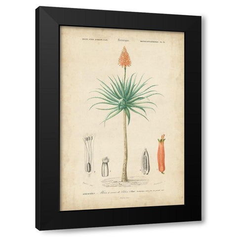 Tropical Botanique II Black Modern Wood Framed Art Print with Double Matting by Vision Studio