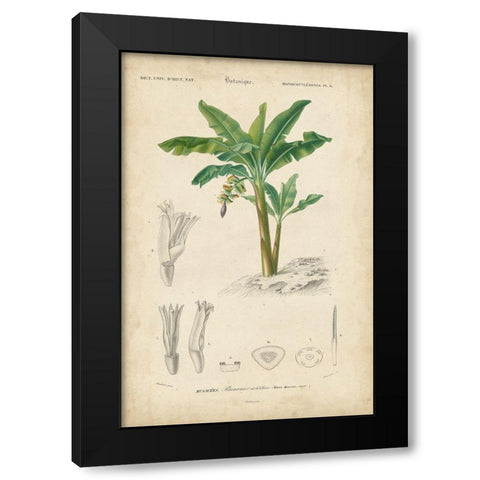 Tropical Botanique III Black Modern Wood Framed Art Print with Double Matting by Vision Studio
