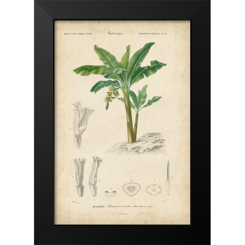 Tropical Botanique III Black Modern Wood Framed Art Print by Vision Studio