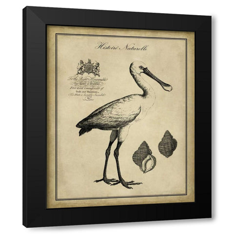 Antiquarian Spoonbill Black Modern Wood Framed Art Print by Vision Studio