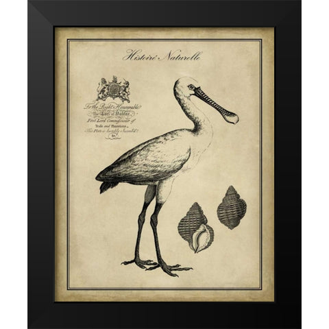 Antiquarian Spoonbill Black Modern Wood Framed Art Print by Vision Studio