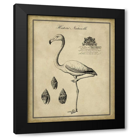 Antiquarian Flamingo Black Modern Wood Framed Art Print with Double Matting by Vision Studio