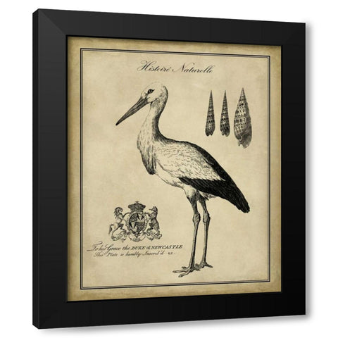 Antiquarian Stork Black Modern Wood Framed Art Print by Vision Studio